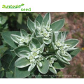 Asian garden indoesnisa Snow on the mountain Euphorbia seeds flower seeds for growing